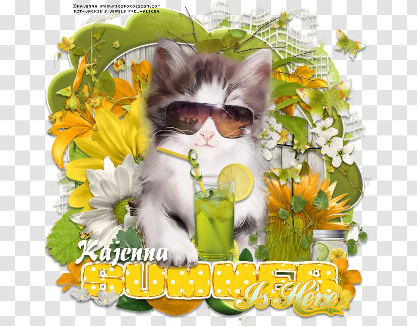 Kitten Cat Whiskers Photomontage Flower - Carnivoran - Sold Here Transparent PNG