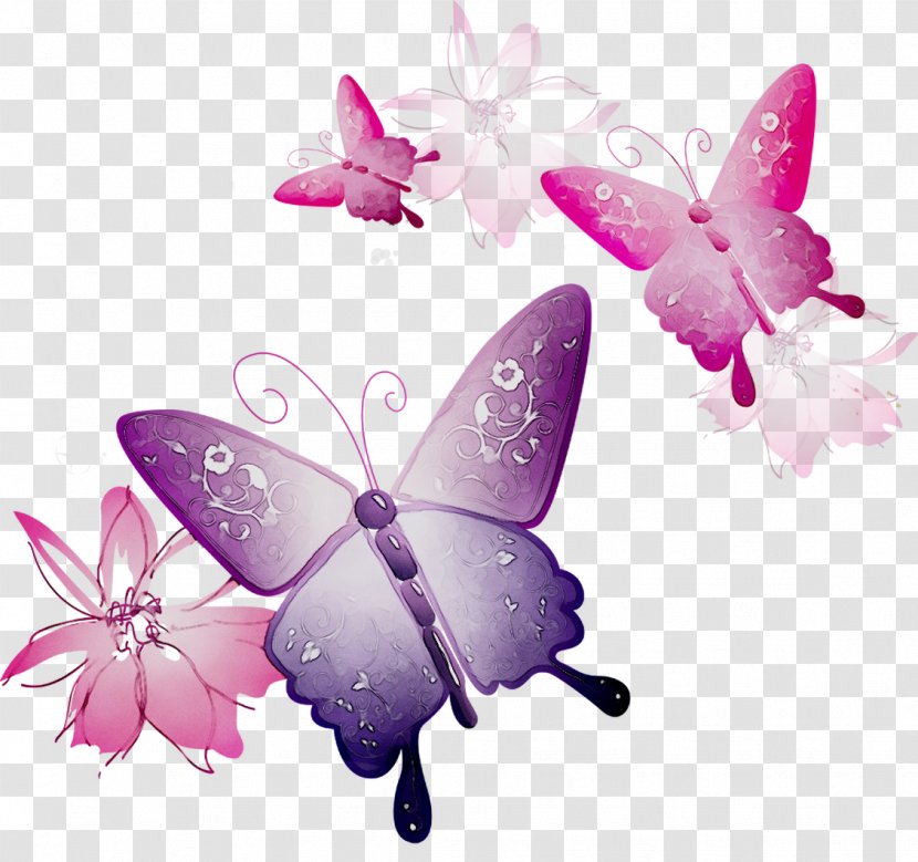 Clip Art Insect Image Vector Graphics - Cabbage White - Wing Transparent PNG