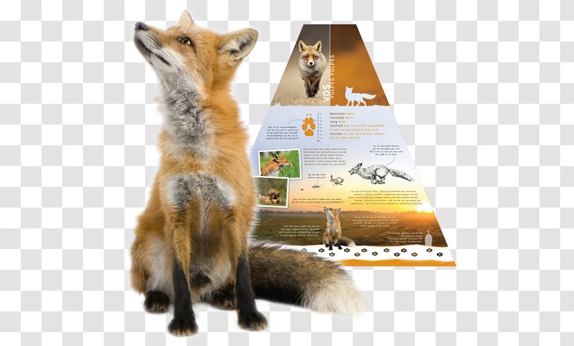 Red Fox Arctic Stock Photography Transparent PNG
