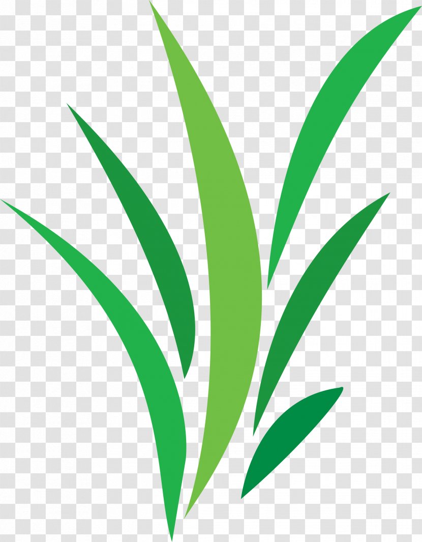 D'co Verte Portable Network Graphics Plants Green Image - Flower - Plantes De Balcon Transparent PNG