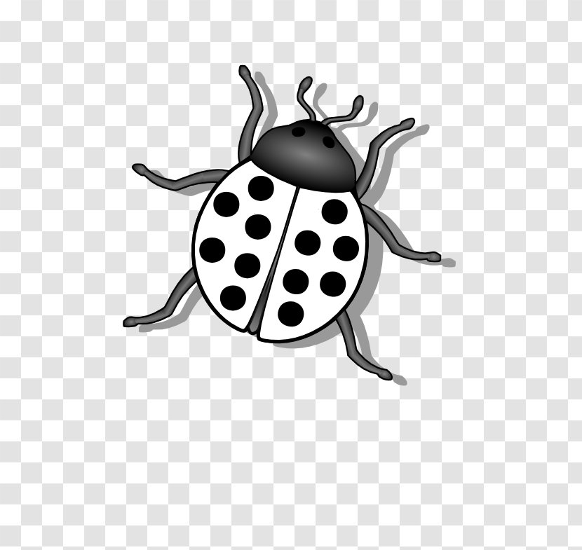 Beetle Ladybird Clip Art - Organism - Black Ladybug Cliparts Transparent PNG