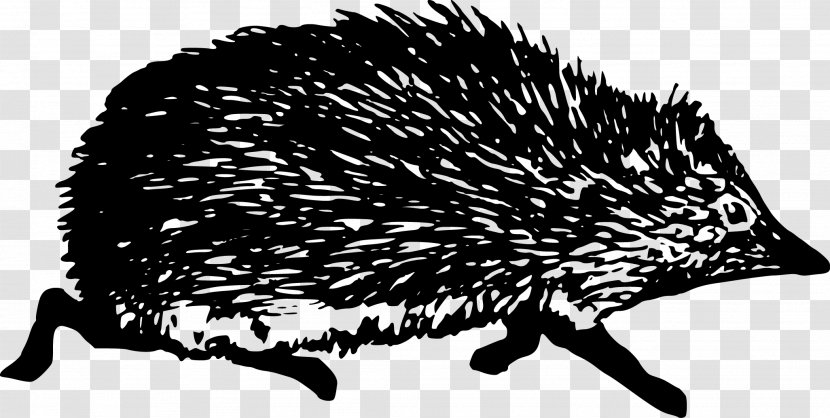 Hedgehog Clip Art - Snout - Vector Black And White Transparent PNG