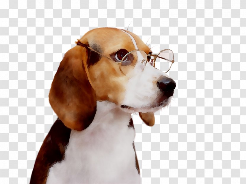 Beagle English Foxhound Harrier Treeing Walker Coonhound Puppy - Scent Hound - Animal Transparent PNG