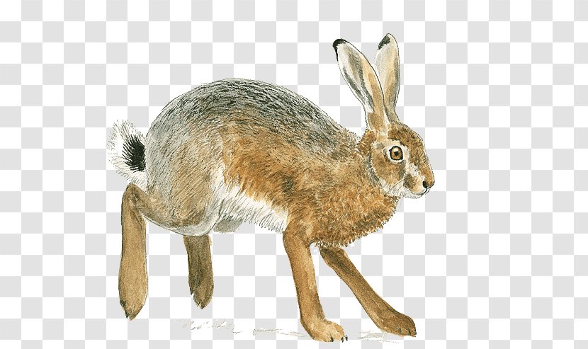 Domestic Rabbit European Hare Rodent Brown Rat - Mammal - Leporids Transparent PNG