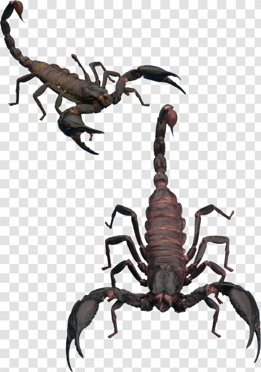Scorpion Icon - Pincer Transparent PNG