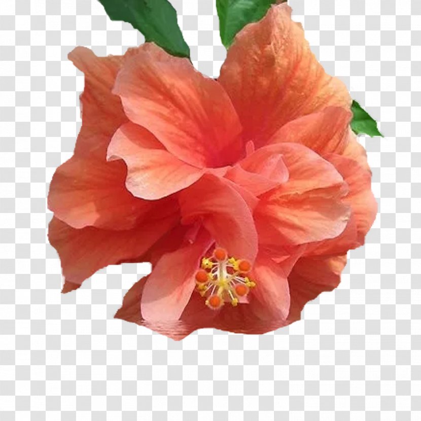 Pink Flowers Hawaiian Hibiscus Shoeblackplant Petal - Rose - Flower Transparent PNG
