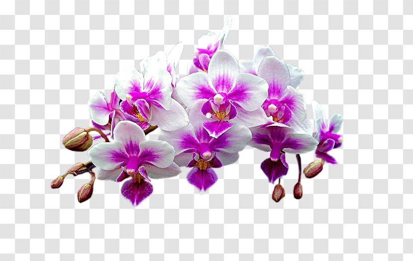 Moth Orchids Dendrobium - Plant - Orchidea Transparent PNG