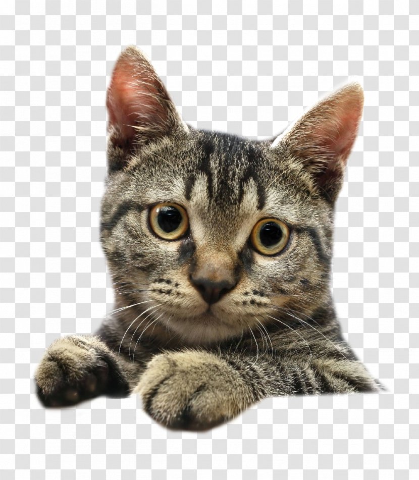 Kitten Dog Pet Scottish Fold Siamese Cat - Like Mammal Transparent PNG