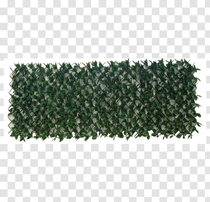 Hedge Evergreen Tree - Grass Transparent PNG