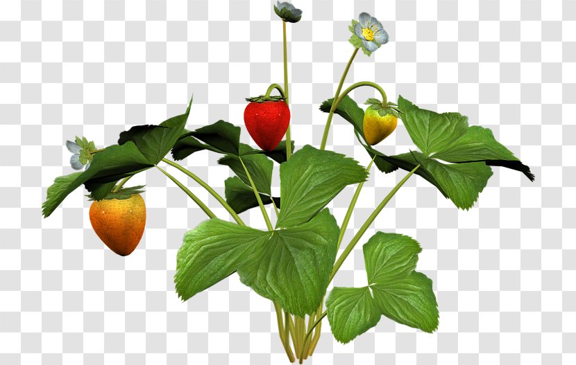 Wild Strawberry Fruit Aedmaasikas - Vegetable - Child Transparent PNG