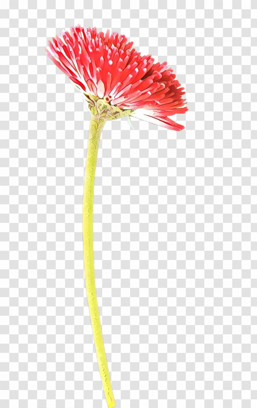 Transvaal Daisy Cut Flowers Plant Stem Poppy - Dandelion Transparent PNG