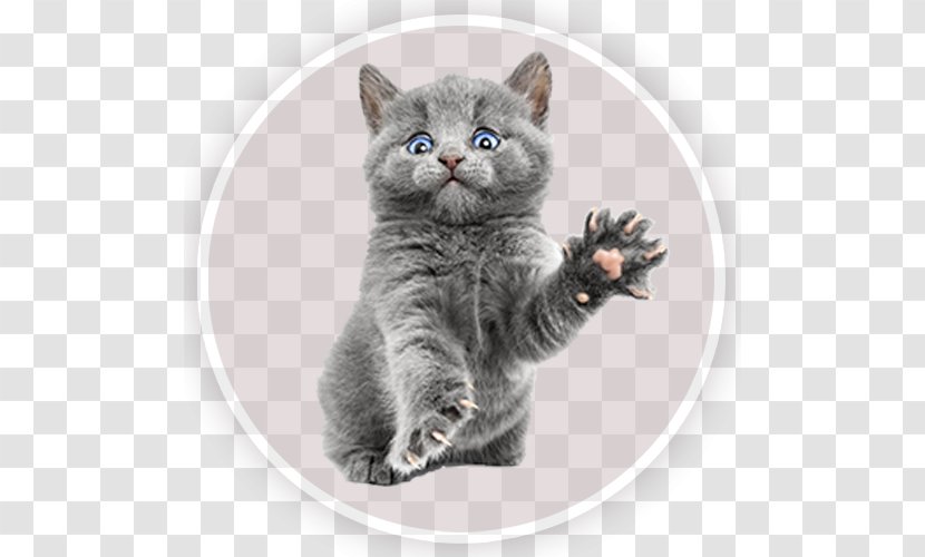 Cat Kitten Paw Dog Veterinarian - Domestic Short Haired Transparent PNG
