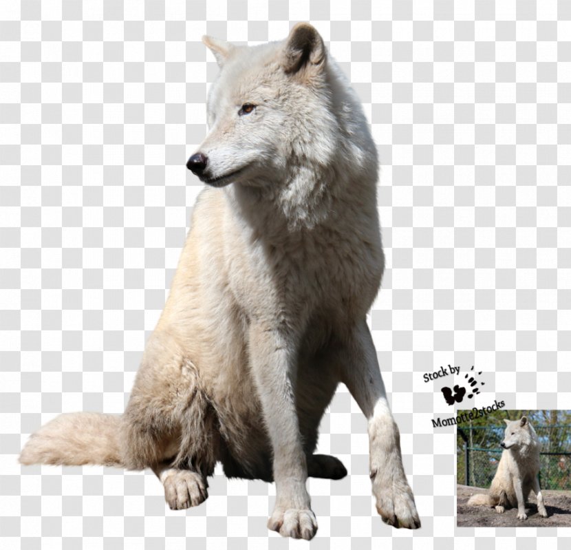 Polar Bear Arctic Wolf Dog Squirrel - Snout - Creative New Year Transparent PNG