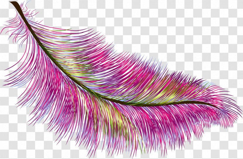 Feather Color Bird - Purple Transparent PNG