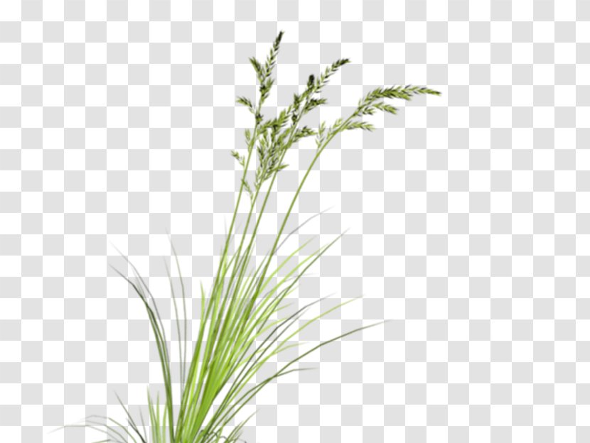 Download Plant Google Images Computer File - Grasses - Green Grass Transparent PNG