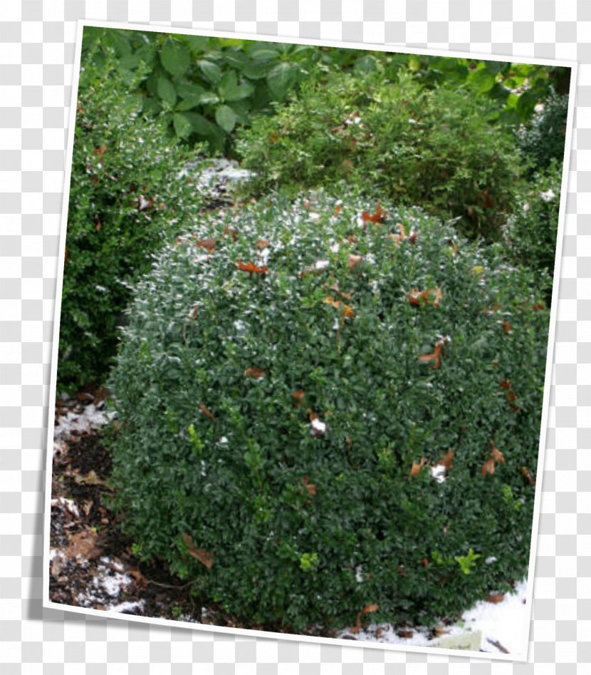 Vegetation Subshrub Evergreen Groundcover - Oakleaf Hydrangea Transparent PNG