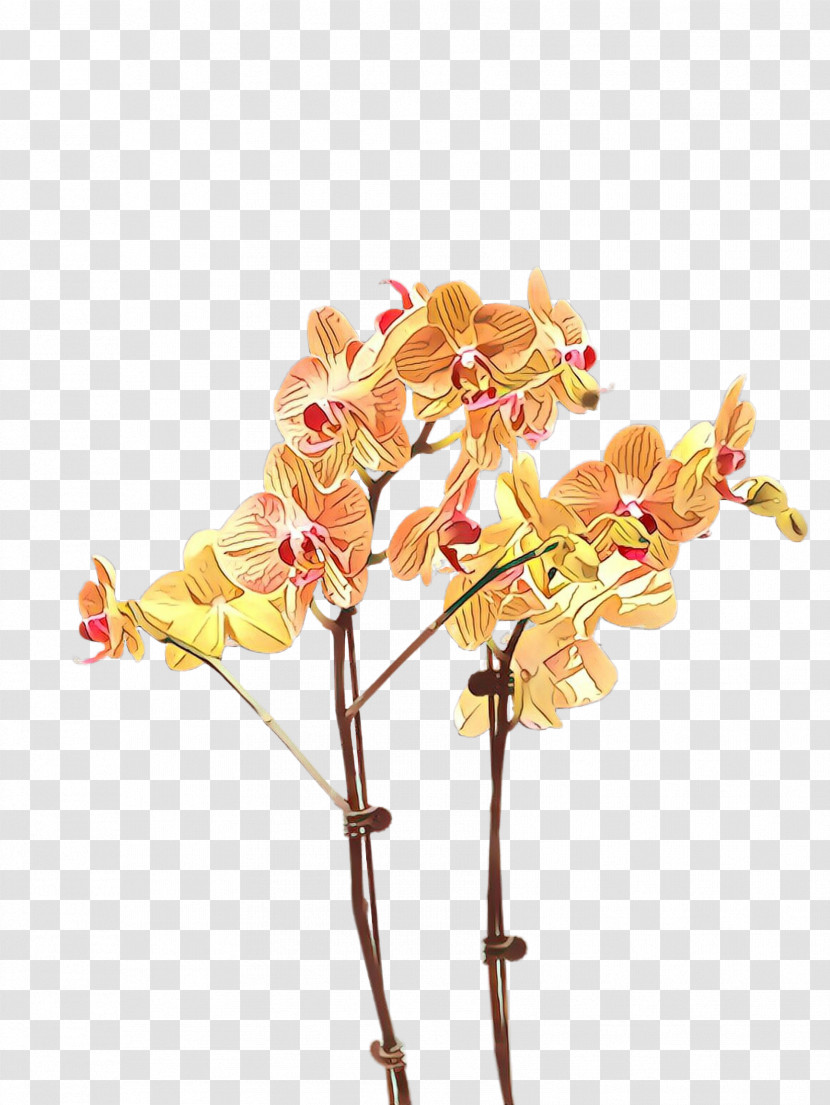 Flower Plant Moth Orchid Cut Flowers Branch Transparent PNG