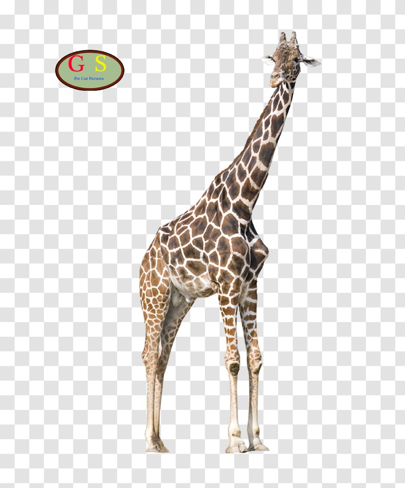 Aiemu Giraffe Advertising Natural Environment Live Song Transparent PNG