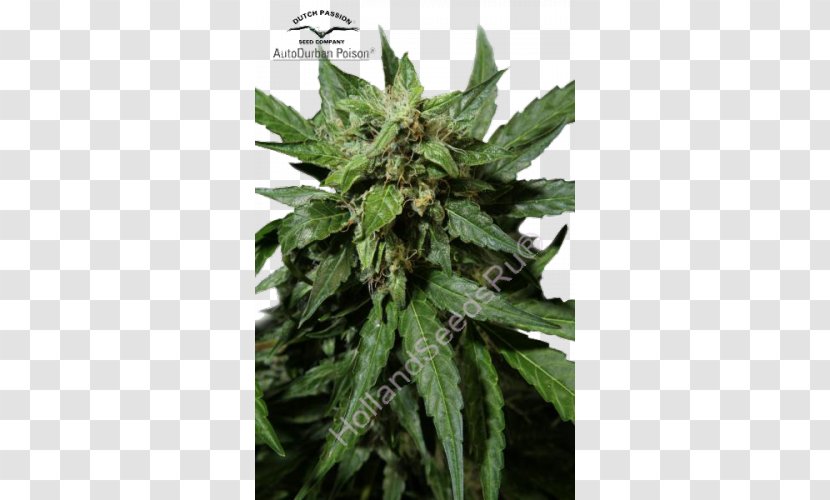 Durban Poison Autoflowering Cannabis Seed Kush - Ruderalis Transparent PNG