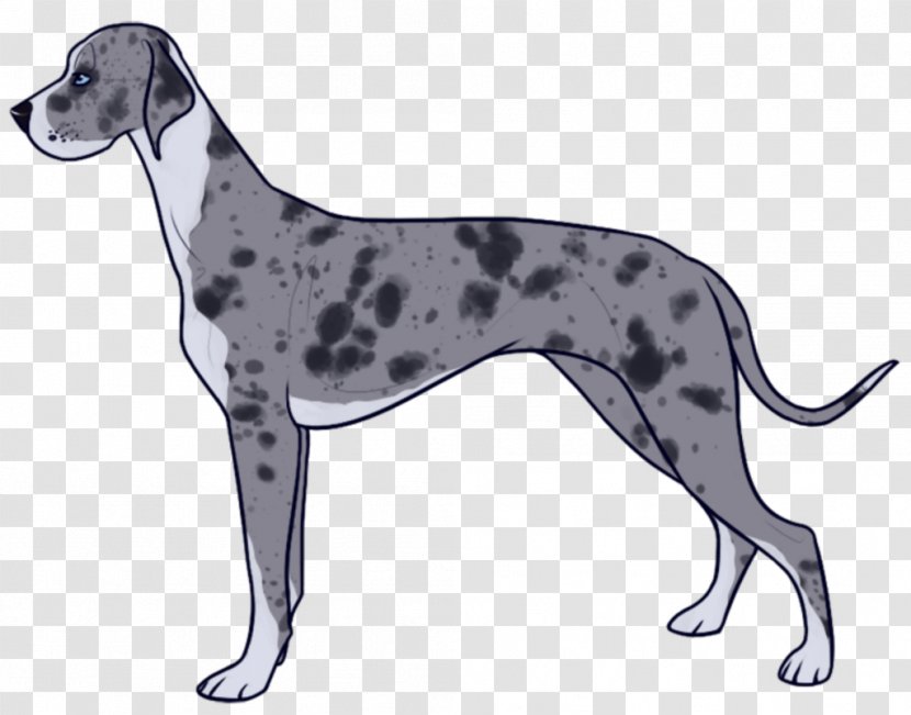 Dalmatian Dog Great Dane Italian Greyhound Sloughi Spanish - Non Sporting Group - Artificial Insemination Transparent PNG