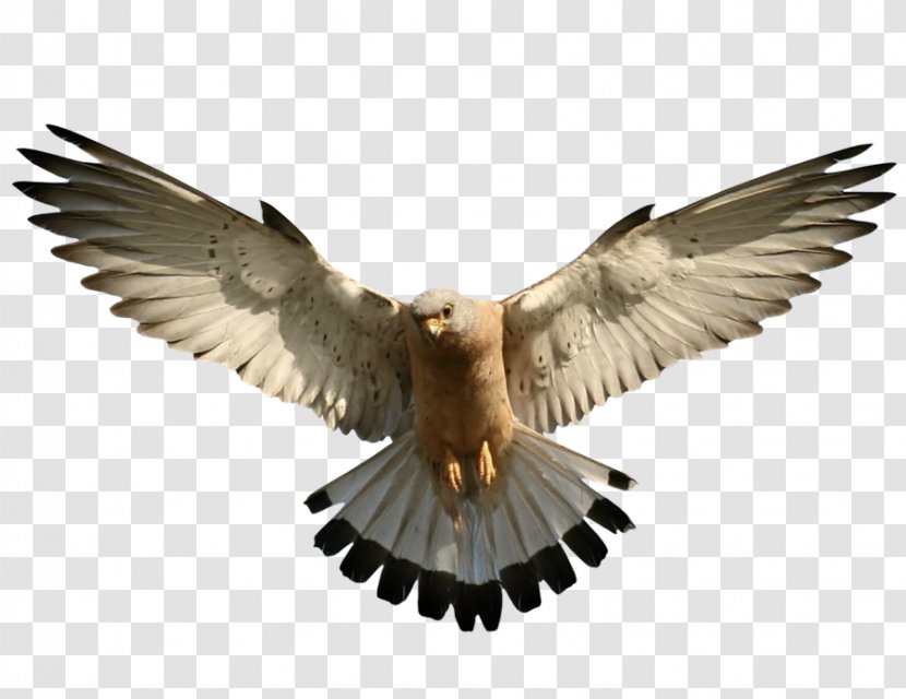 Bald Eagle Bird - Feather Transparent PNG