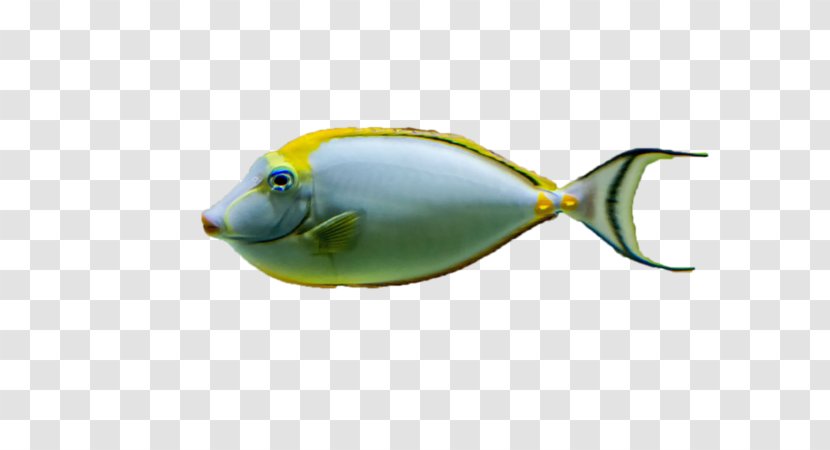 Goldfish Marine Biology Painting Animal - Fish Transparent PNG