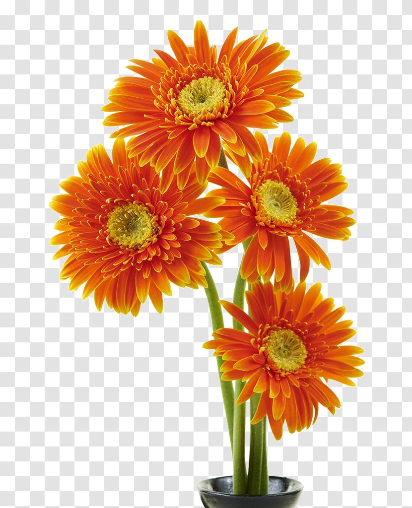 Transvaal Daisy Flower Orange Chrysanthemum - Gerbera Bouquet Transparent PNG