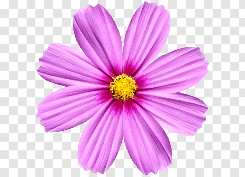 Angle Of Rotation Cut Flowers Symmetry Transformation - Annual Plant - Flower Transparent PNG