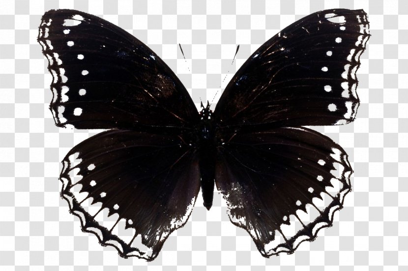 Butterfly Morpho Menelaus Sunset Stock Photography - Black And White Transparent PNG