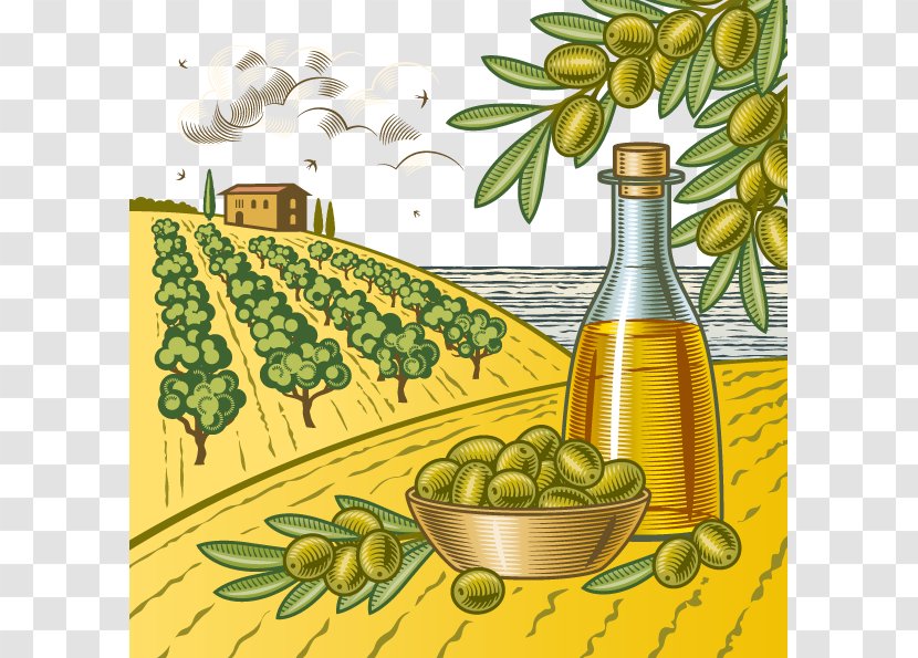 Olive Clip Art - Herbalism - Vector Oil Transparent PNG