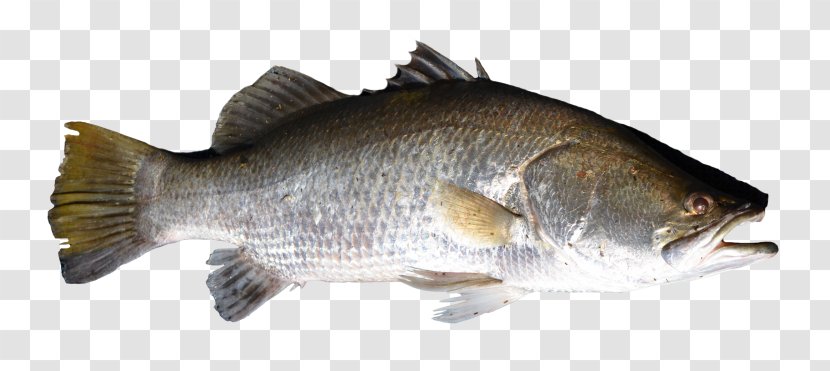 Bass Tilapia Perch Barramundi - Fish Transparent PNG