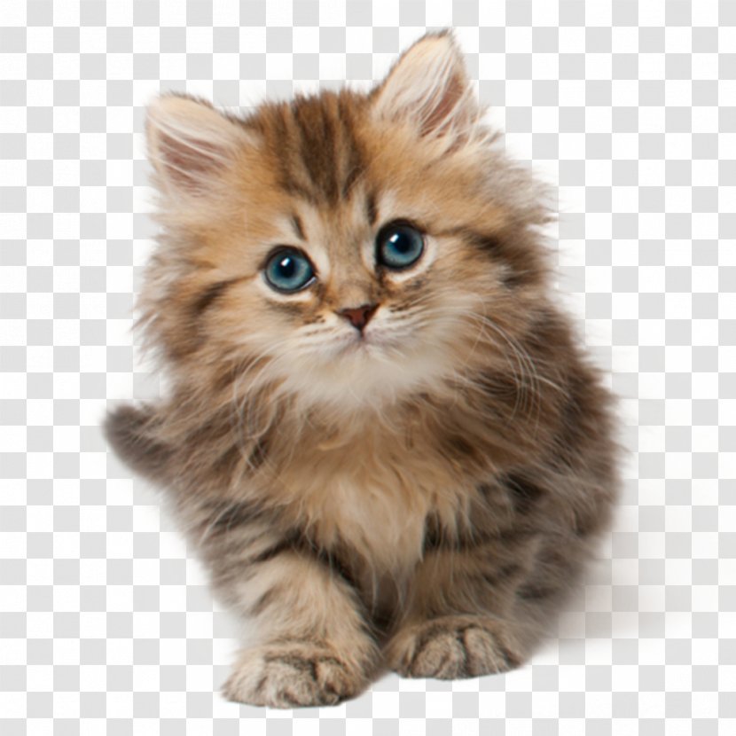 Kitten Cat Food Dog Felidae - Puppy Transparent PNG