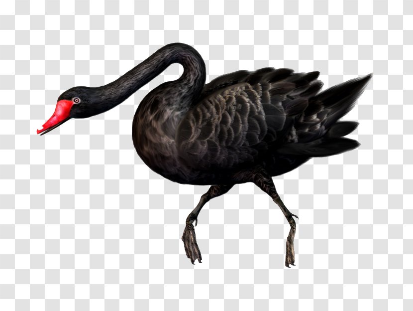 Black Swan Bird - Cygnini Transparent PNG