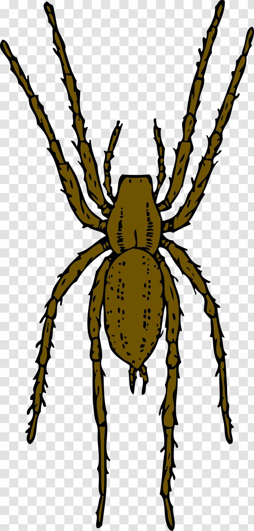 Brown Recluse Spider Animation Clip Art - Bug Transparent PNG