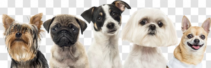 Maltese Dog Puppy Akita Shih Tzu Grooming - Breed Transparent PNG