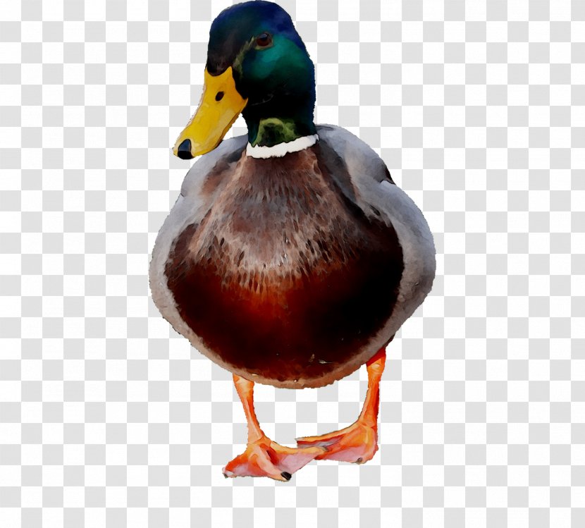 Duck Water Bird Image Photomontage - Painting Transparent PNG