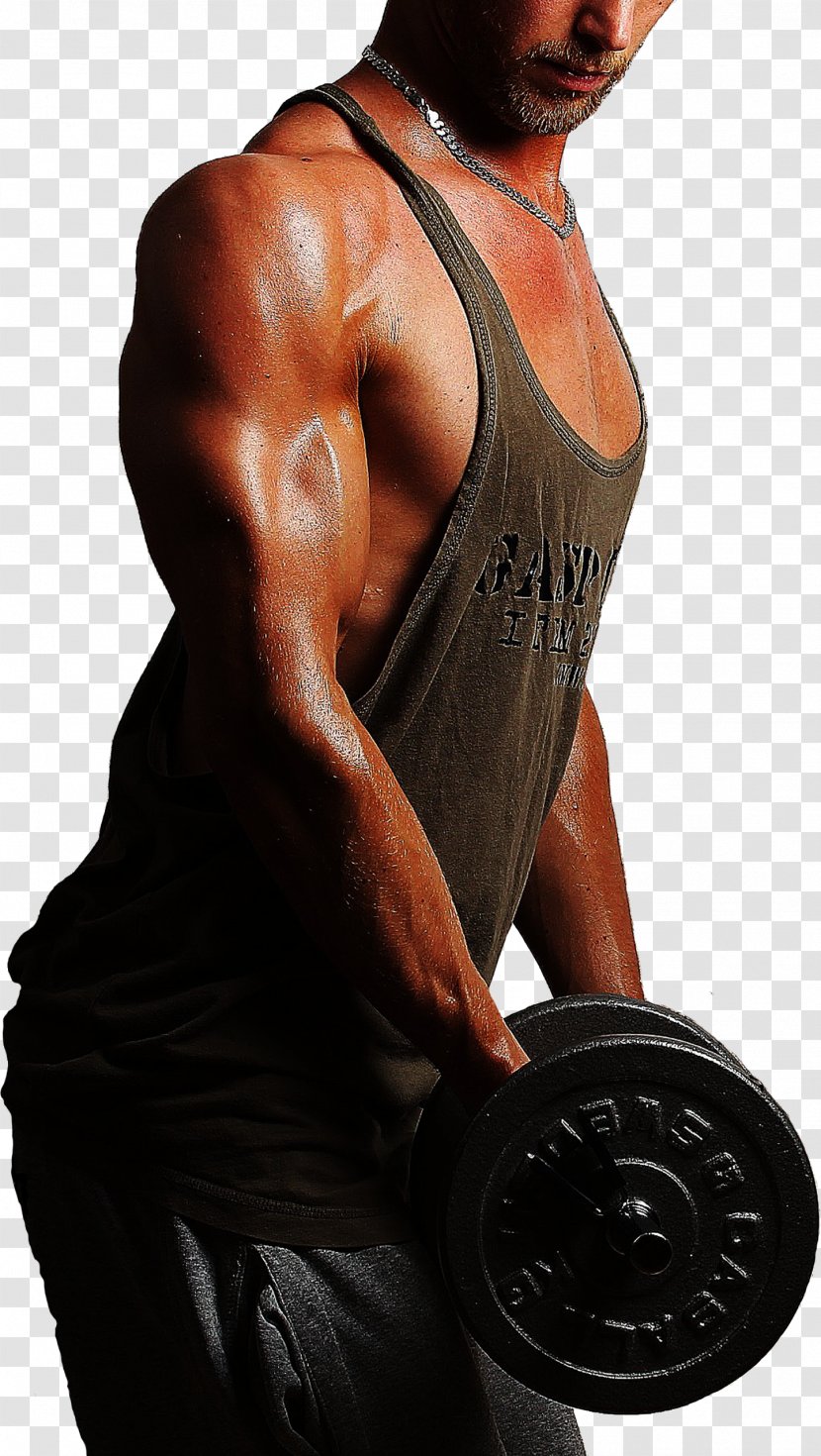 Weight Training Shoulder Body Man - Tree - Biceps Curl Transparent PNG
