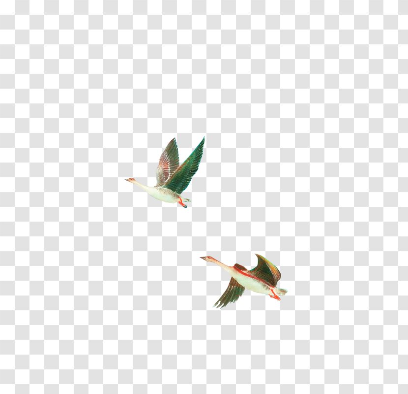 Bird Cygnini - Computer Graphics - Flying Swan Transparent PNG