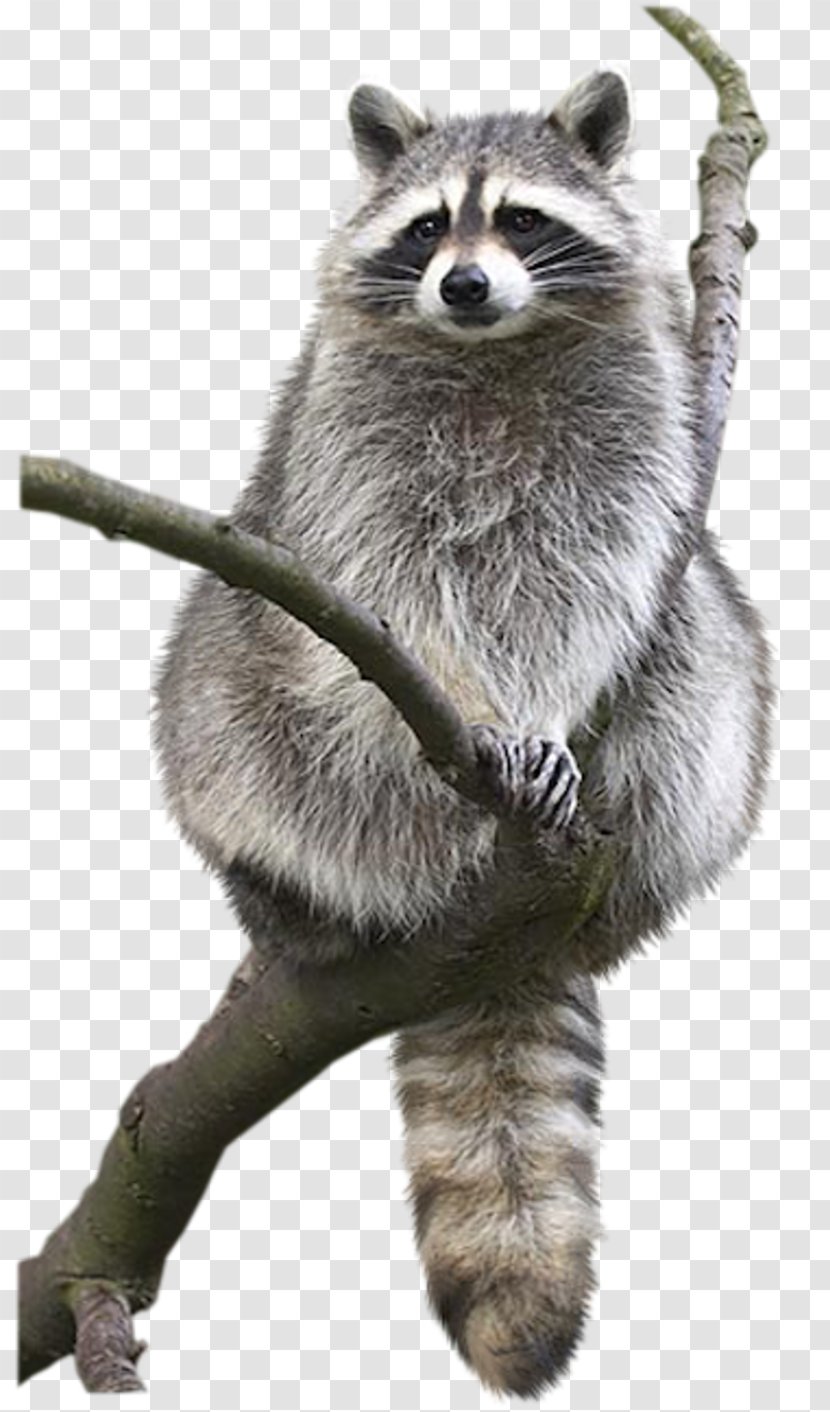 Raccoon Animal Drawing Bat Bird - Idea Transparent PNG