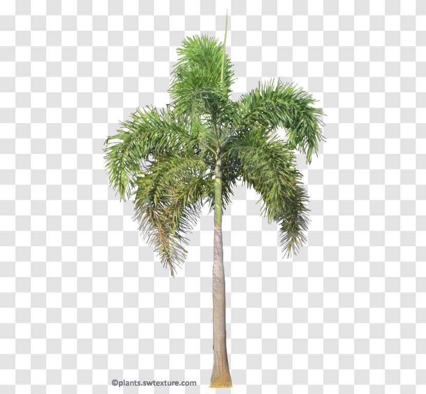 Asian Palmyra Palm Wodyetia Foxtail Tree Rhapis - Peach Transparent PNG