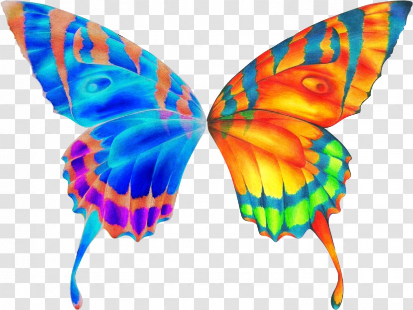 Butterfly - Emperor Moths - Swallowtail Transparent PNG
