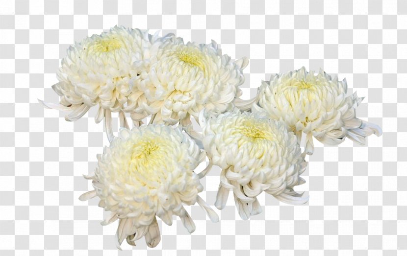 Chrysanthemum Xd7grandiflorum Flower Plant - Cut Flowers - Five Yellow Picture Material Transparent PNG
