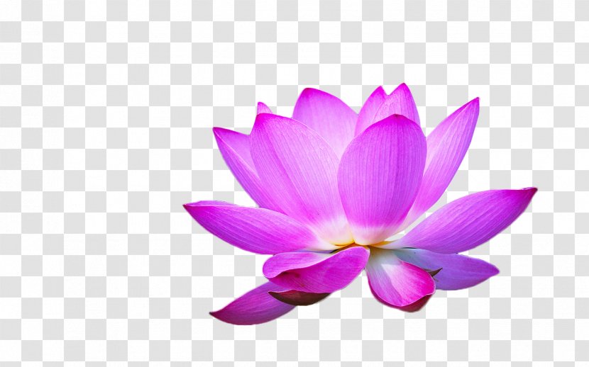 Pink Nelumbo Nucifera - Violet - Antique Lotus Transparent PNG