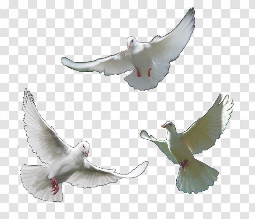 Homing Pigeon Rock Dove Columbidae - Bird - Wings Of A Transparent PNG