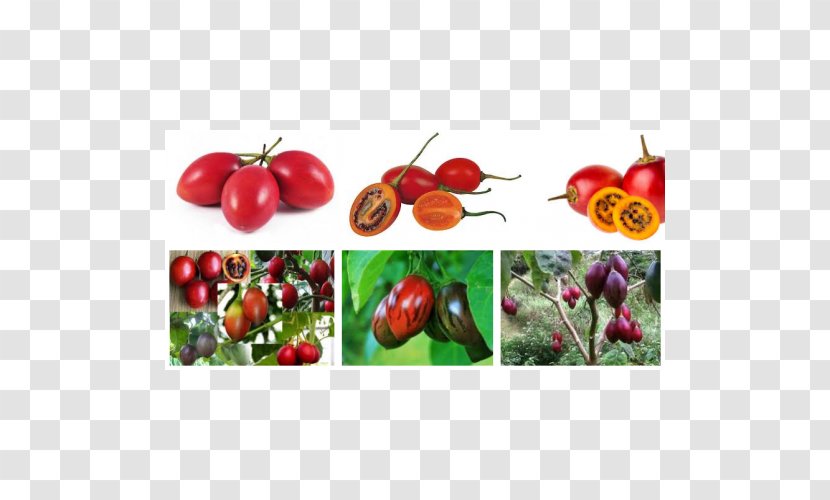 Bush Tomato Lalab Tamarillo Benih Seed - Nightshade Family - Eggplant Transparent PNG