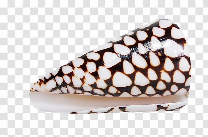 Shoe Pattern - Footwear - Beautiful Conch Transparent PNG