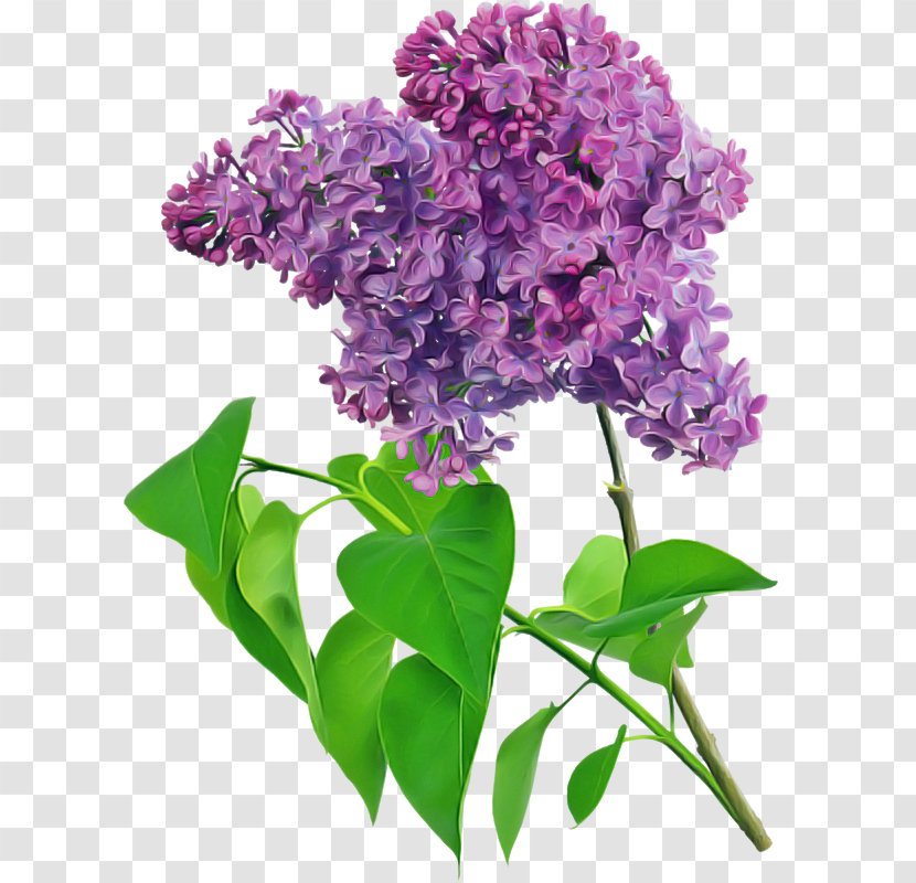 Flower Lilac Purple Violet - Plant - Petal Cut Flowers Transparent PNG