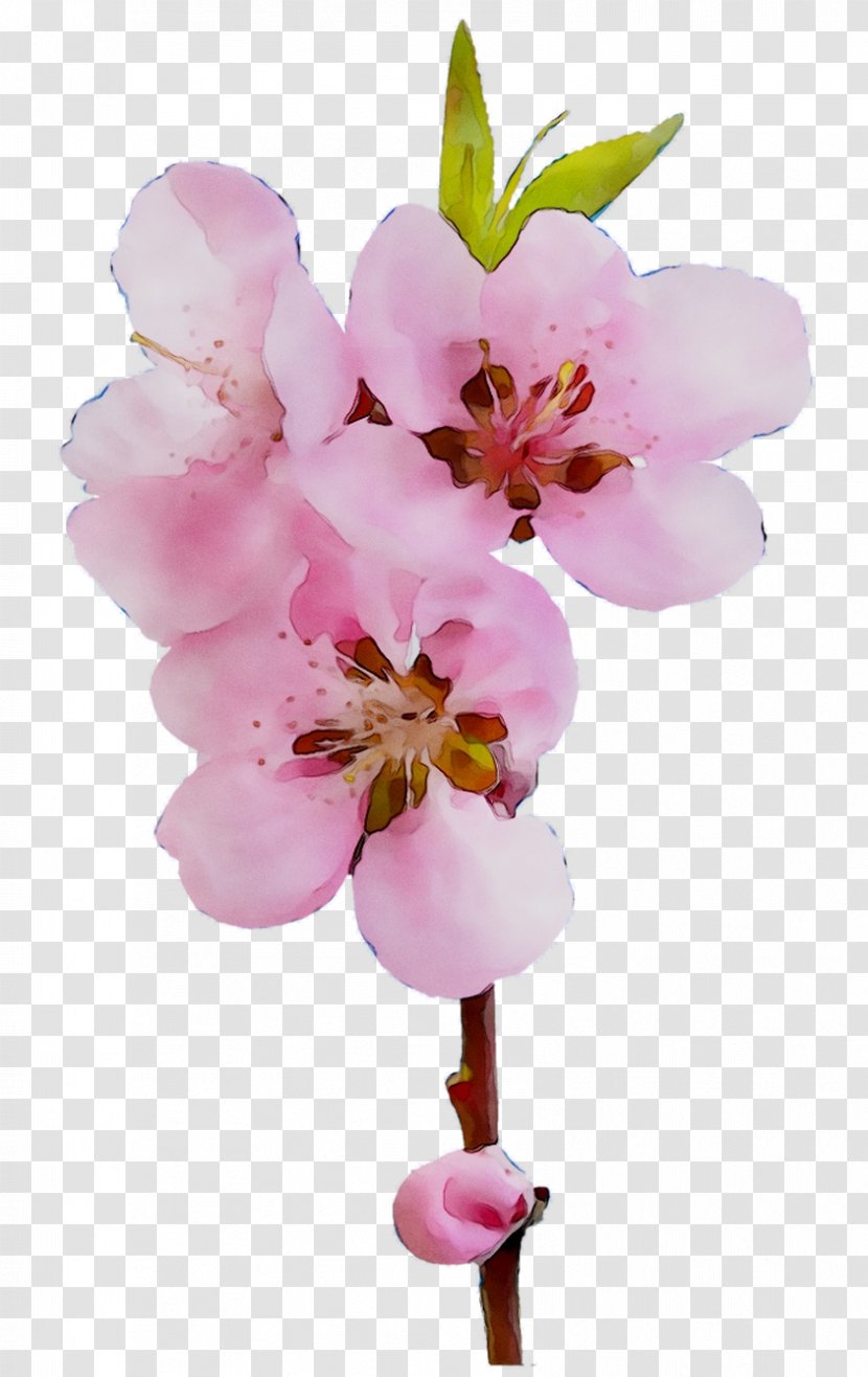 Moth Orchids ST.AU.150 MIN.V.UNC.NR AD Cherry Blossom - Perennial Plant - Branch Transparent PNG