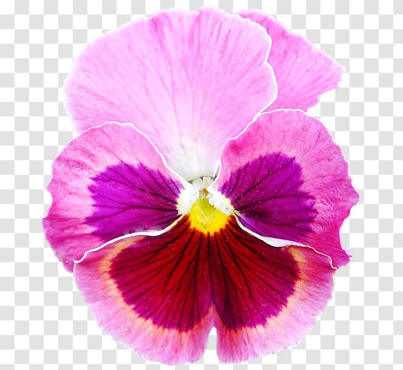 Pansy Annual Plant Flower Petal Euclidean Vector - Violet Transparent PNG