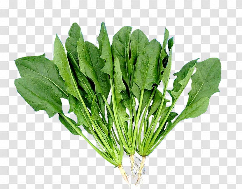 Sorrel Chard Spring Greens - Spinach - Vegetable Vector Elements Transparent PNG